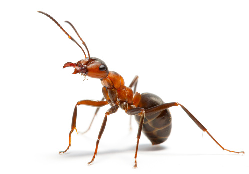 Ants Control