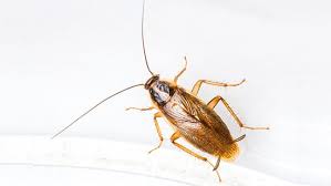 Cockroaches
