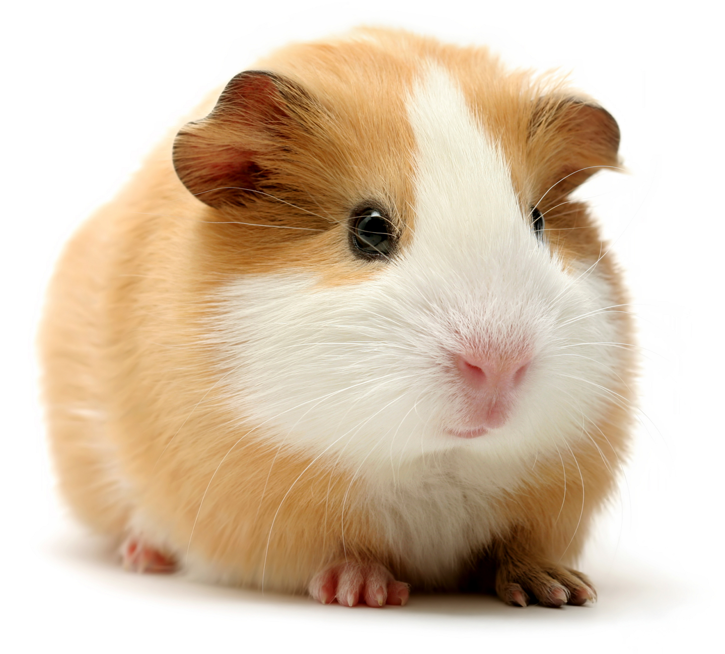 Rodent