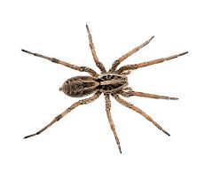 Other Pest