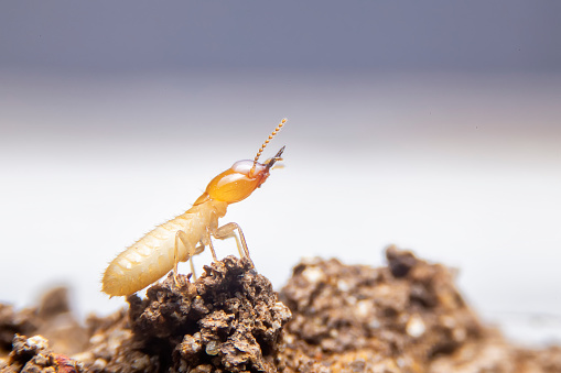 Termites